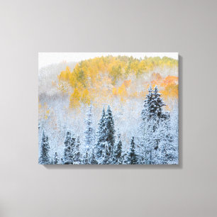 Fall Colours of Aspens & Fresh Snow Keebler Pass Canvas Print