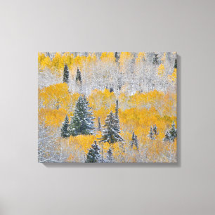 Fall Colours of Aspens & Fresh Snow Keebler Pass Canvas Print