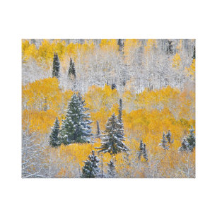 Fall Colours of Aspens & Fresh Snow Keebler Pass Canvas Print