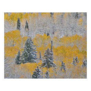 Fall Colours of Aspens & Fresh Snow Keebler Pass Faux Canvas Print