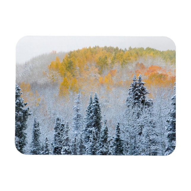 Fall Colours of Aspens & Fresh Snow Keebler Pass Magnet (Horizontal)