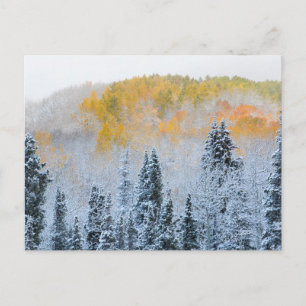 Fall Colours of Aspens & Fresh Snow Keebler Pass Postcard