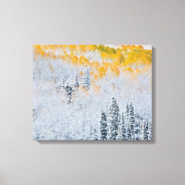 Fall Colours of Aspens | Rocky Mountains, Colorado Canvas Print (Front)
