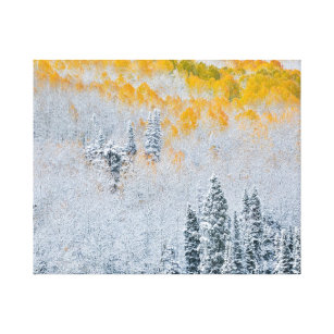Fall Colours of Aspens   Rocky Mountains, Colorado Canvas Print