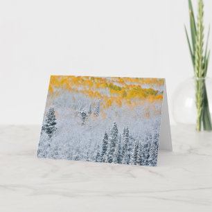 Fall Colours of Aspens   Rocky Mountains, Colorado Card