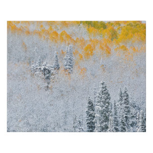 Fall Colours of Aspens   Rocky Mountains, Colorado Faux Canvas Print