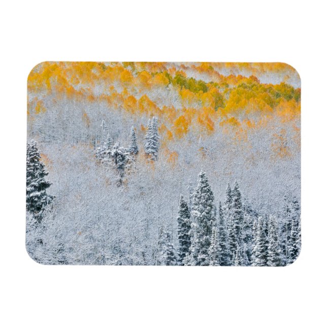 Fall Colours of Aspens | Rocky Mountains, Colorado Magnet (Horizontal)
