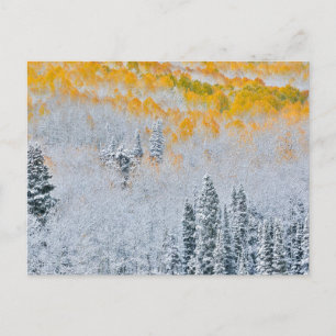 Fall Colours of Aspens   Rocky Mountains, Colorado Postcard