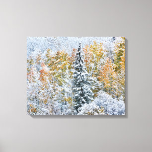 Fall Colours of Aspens & Snow Keebler Pass Canvas Print