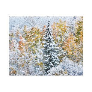 Fall Colours of Aspens & Snow Keebler Pass Canvas Print