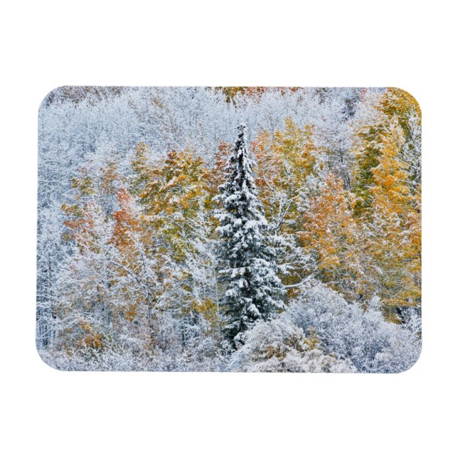 Fall Colours of Aspens & Snow Keebler Pass Magnet (Horizontal)