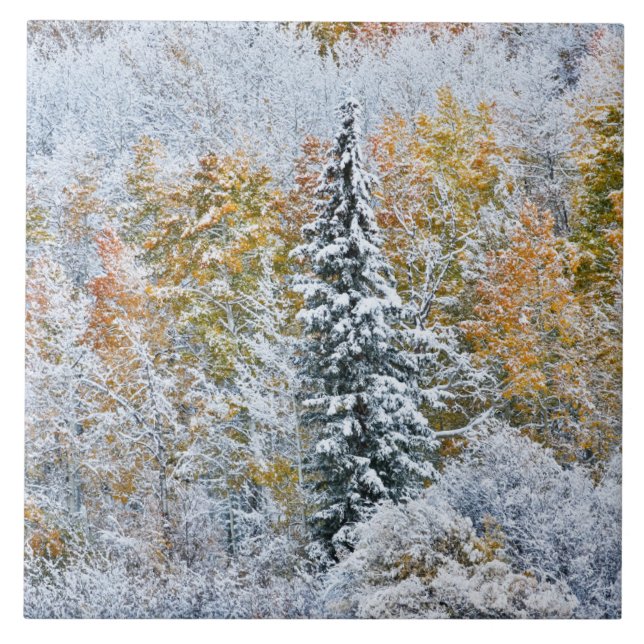 Fall Colours of Aspens & Snow Keebler Pass Tile (Front)