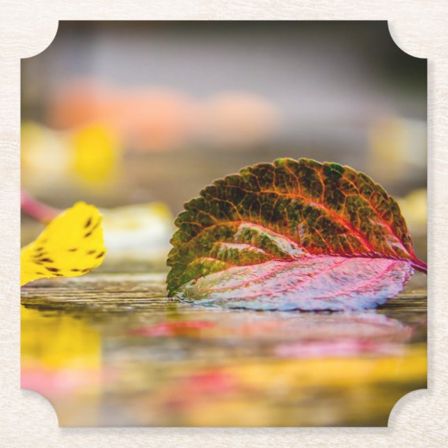 Fall colours paper coaster (Front)