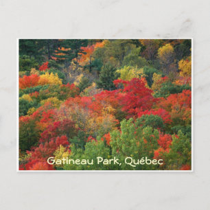 Fall Colours Postcard