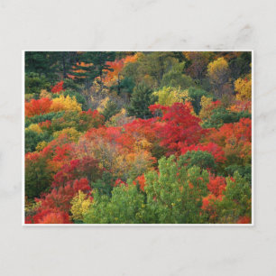 Fall Colours Postcard
