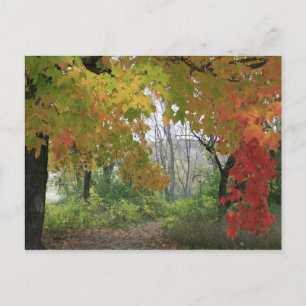 Fall Colours Postcard