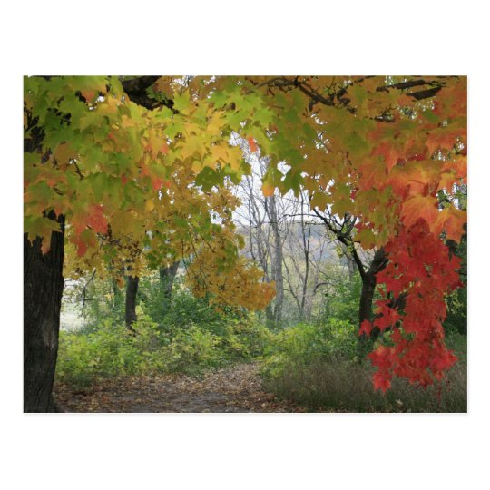 Fall Colours Postcard