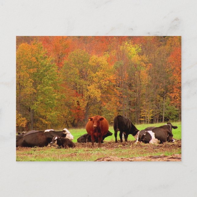 Fall Cows Postcard (Front)