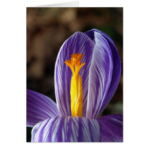 Fall Crocus - Card