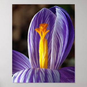 Fall Crocus - Poster