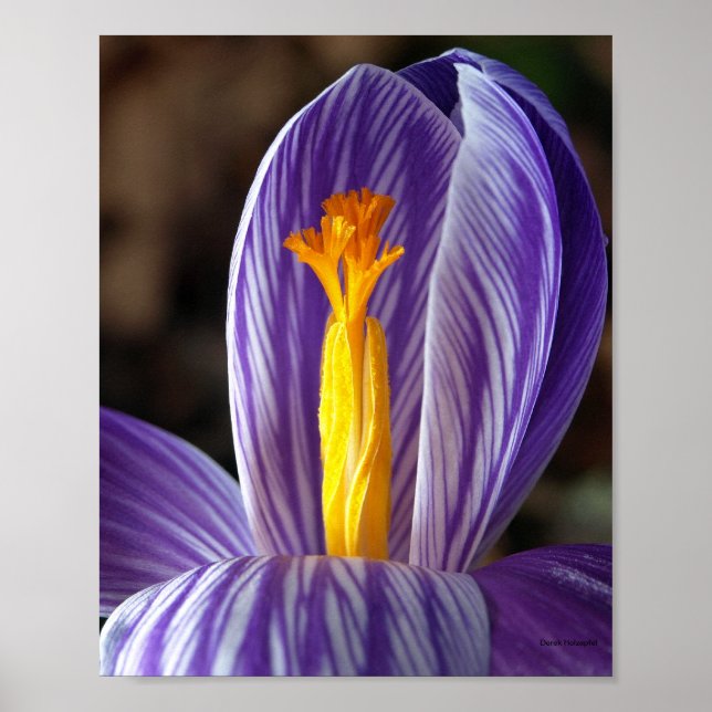 Fall Crocus - Poster (Front)
