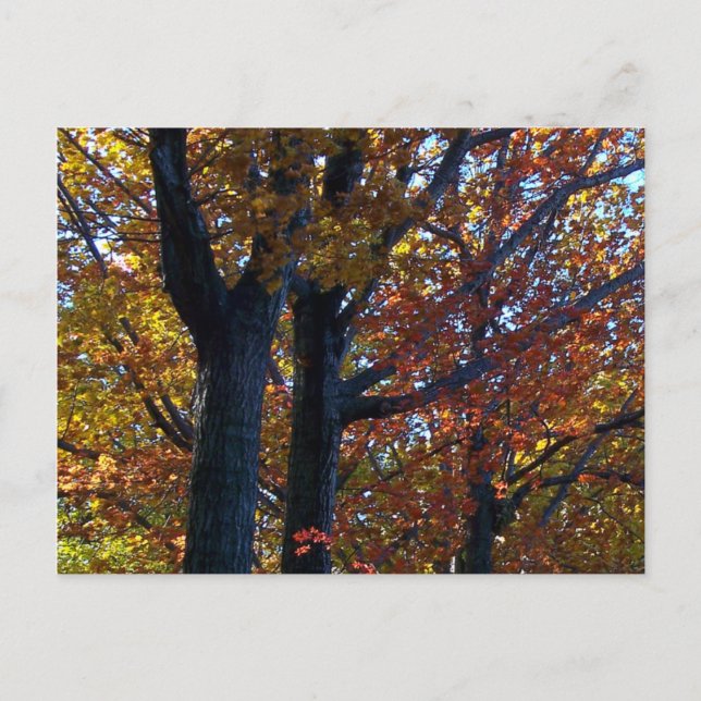 Fall Delicacy Postcard (Front)