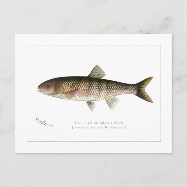 Fall Fish or Silver Chub Postcard (Front)