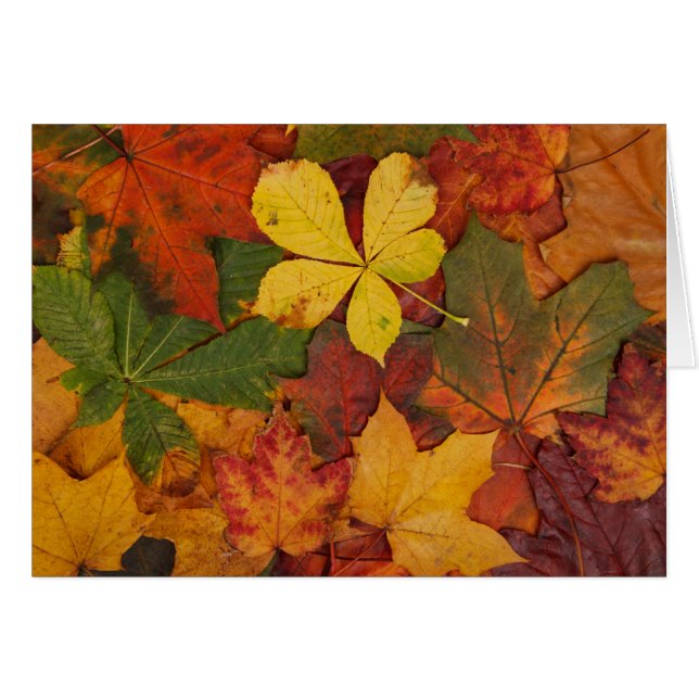 Fall Foliage (Front Horizontal)