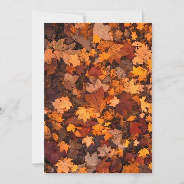 fall-foliage-111315 FALL AUTUMN LEAVES COLORS BACK (Front)