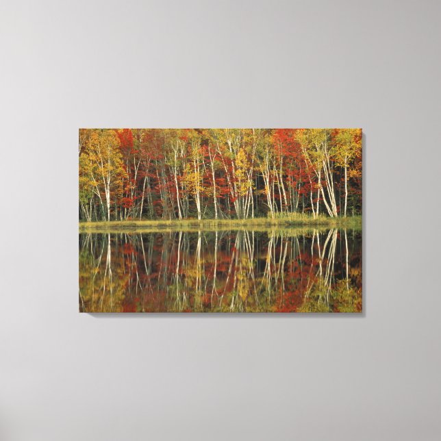 Fall Foliage and Birch Reflections; Hiawatha Canvas Print (Front)