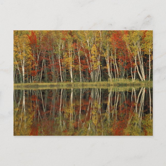 Fall Foliage and Birch Reflections; Hiawatha Postcard (Front)
