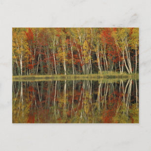 Fall Foliage and Birch Reflections; Hiawatha Postcard