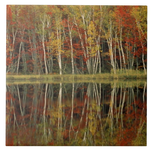 Fall Foliage and Birch Reflections; Hiawatha Tile (Front)
