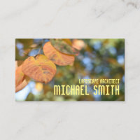 Fall Foliage Autumn Leaves Nature Tree Photography