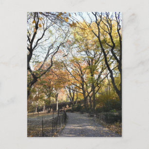 Fall Foliage Autumn Leaves Nature Tree Photography Postcard