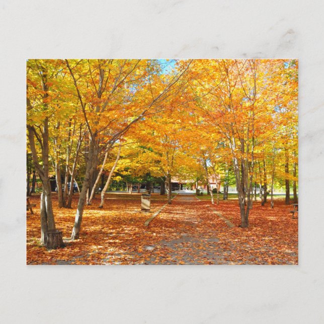 Fall Foliage Canyon Sainte Anne Quebec Postcard (Front)