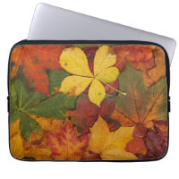 Fall Foliage