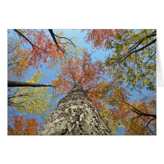 Fall foliage looking up (Front Horizontal)