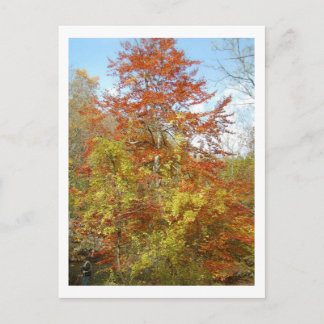 Fall Foliage Postcard