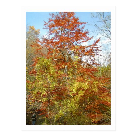 Fall Foliage Postcard