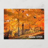 Fall Foliage 