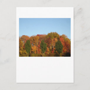 Fall Foliage Postcard