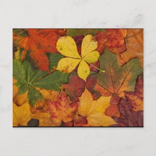 Fall Foliage Postcard