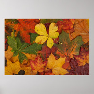 Fall Foliage Poster