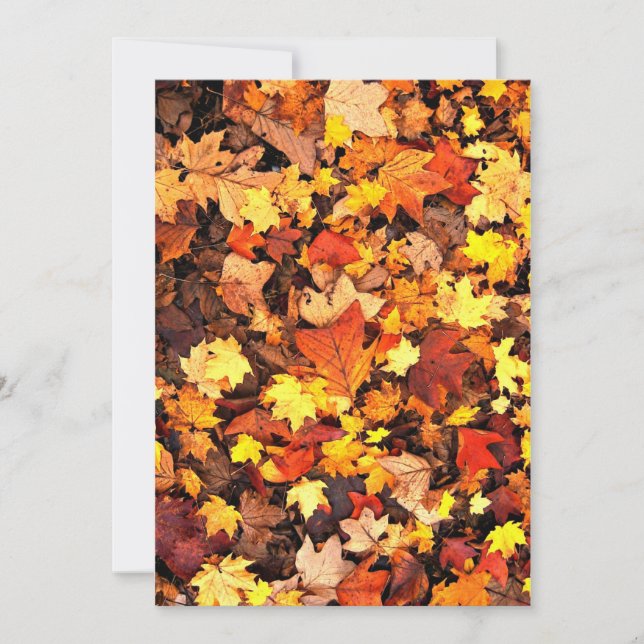 Fall foliage, the Colours of Autumn Card (Front)