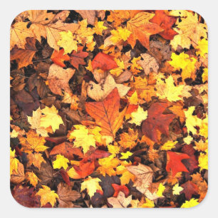 Fall foliage, the Colours of Autumn Square Sticker