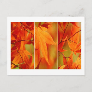 Fall Foliage Trio Happy Thanksgiving Postcard