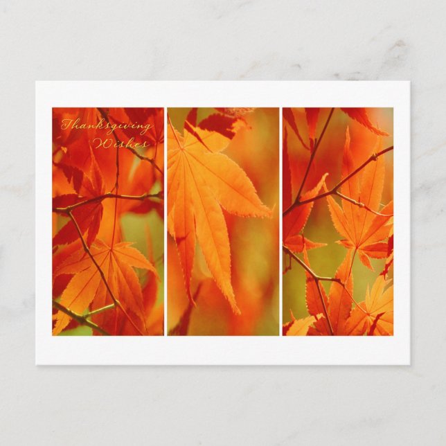 Fall Foliage Trio Happy Thanksgiving Postcard (Front)