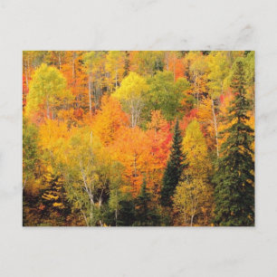 Fall Foliage Valley Postcard