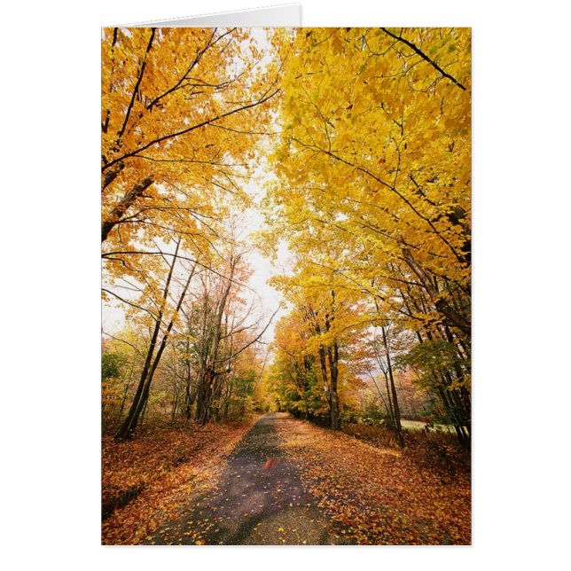 Fall Foliage Walking Path (Front)